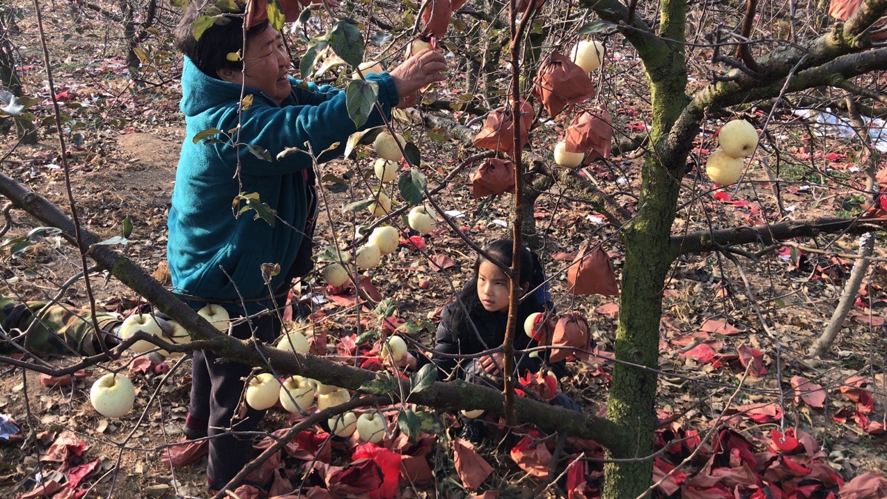 光头强摘苹果游戏_摘苹果游戏_摘苹果游戏课件