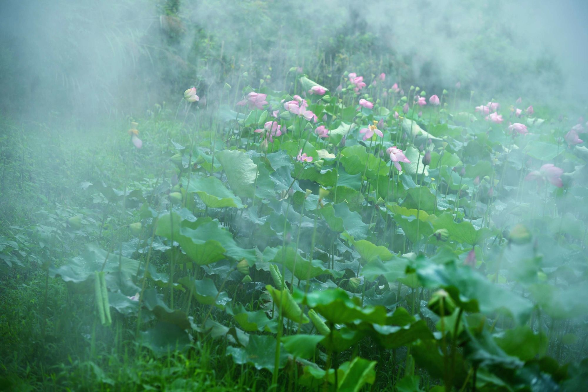 烟雨江湖荷花镇在哪里_烟雨江湖荷花池在哪里_烟雨江湖荷花村在哪