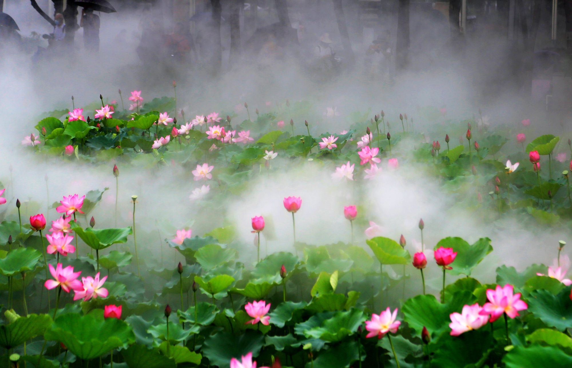 烟雨江湖荷花镇在哪里_烟雨江湖荷花村在哪_烟雨江湖荷花池在哪里