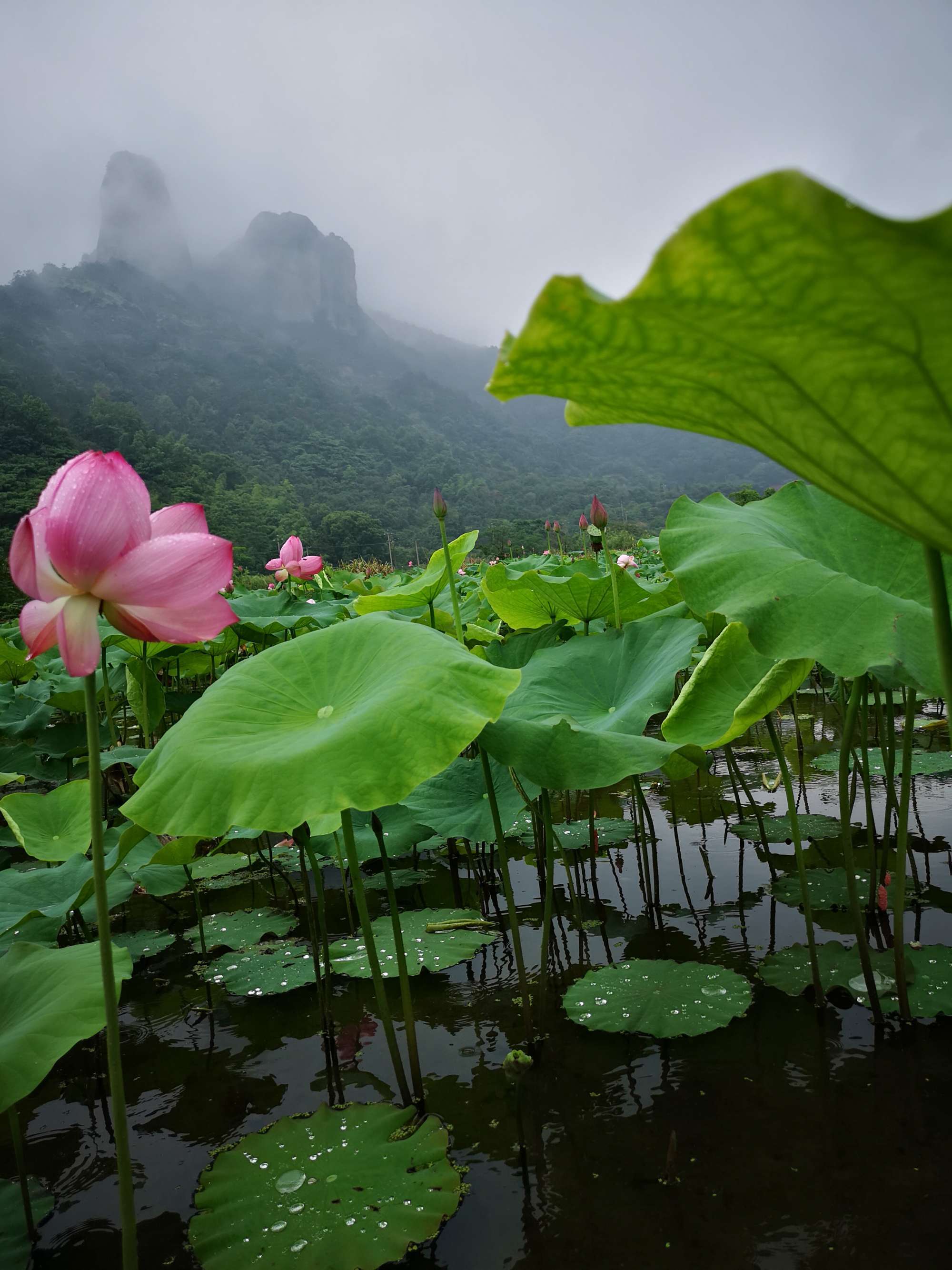 烟雨江湖荷花镇在哪里_烟雨江湖荷花池在哪里_烟雨江湖荷花村在哪