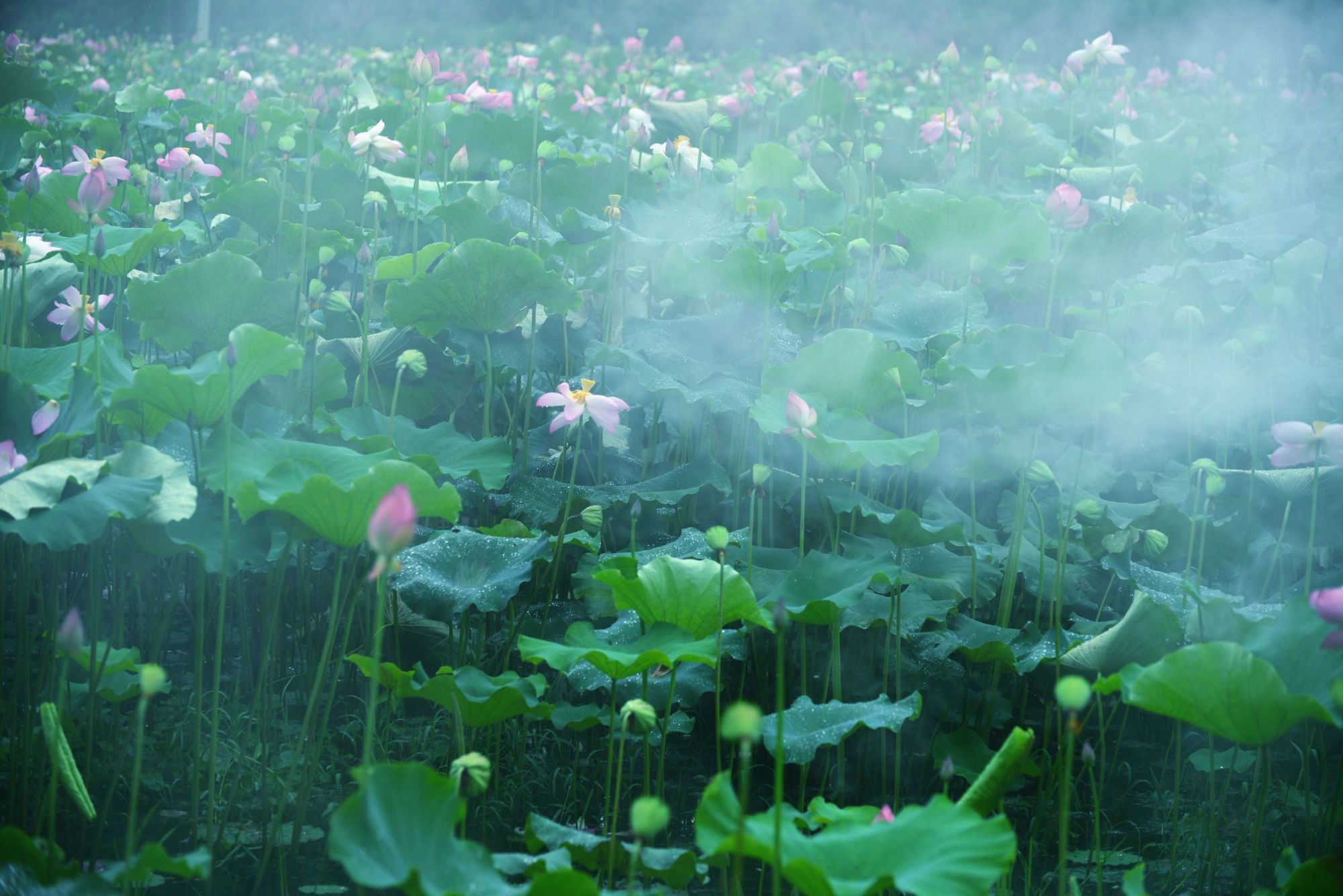 烟雨江湖荷花池在哪里_烟雨江湖荷花镇在哪里_烟雨江湖荷花村在哪