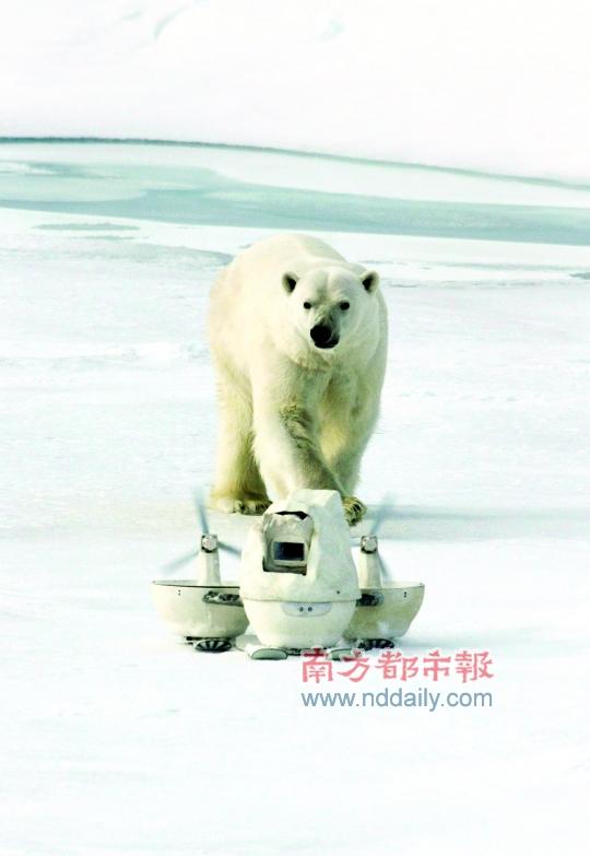 我的世界北极熊_北极熊世界十大冲锋枪_北极熊世界上最大的哺乳动物