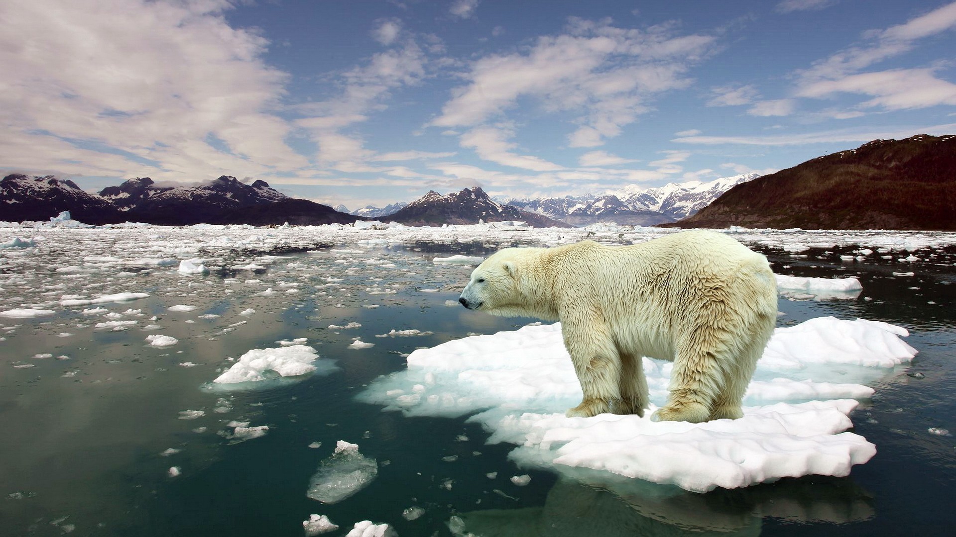 北极熊世界上最大的哺乳动物_我的世界北极熊_北极熊世界十大冲锋枪