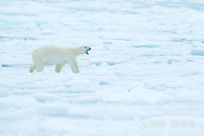 北极熊世界十大冲锋枪_我的世界北极熊_北极熊世界上最大的哺乳动物