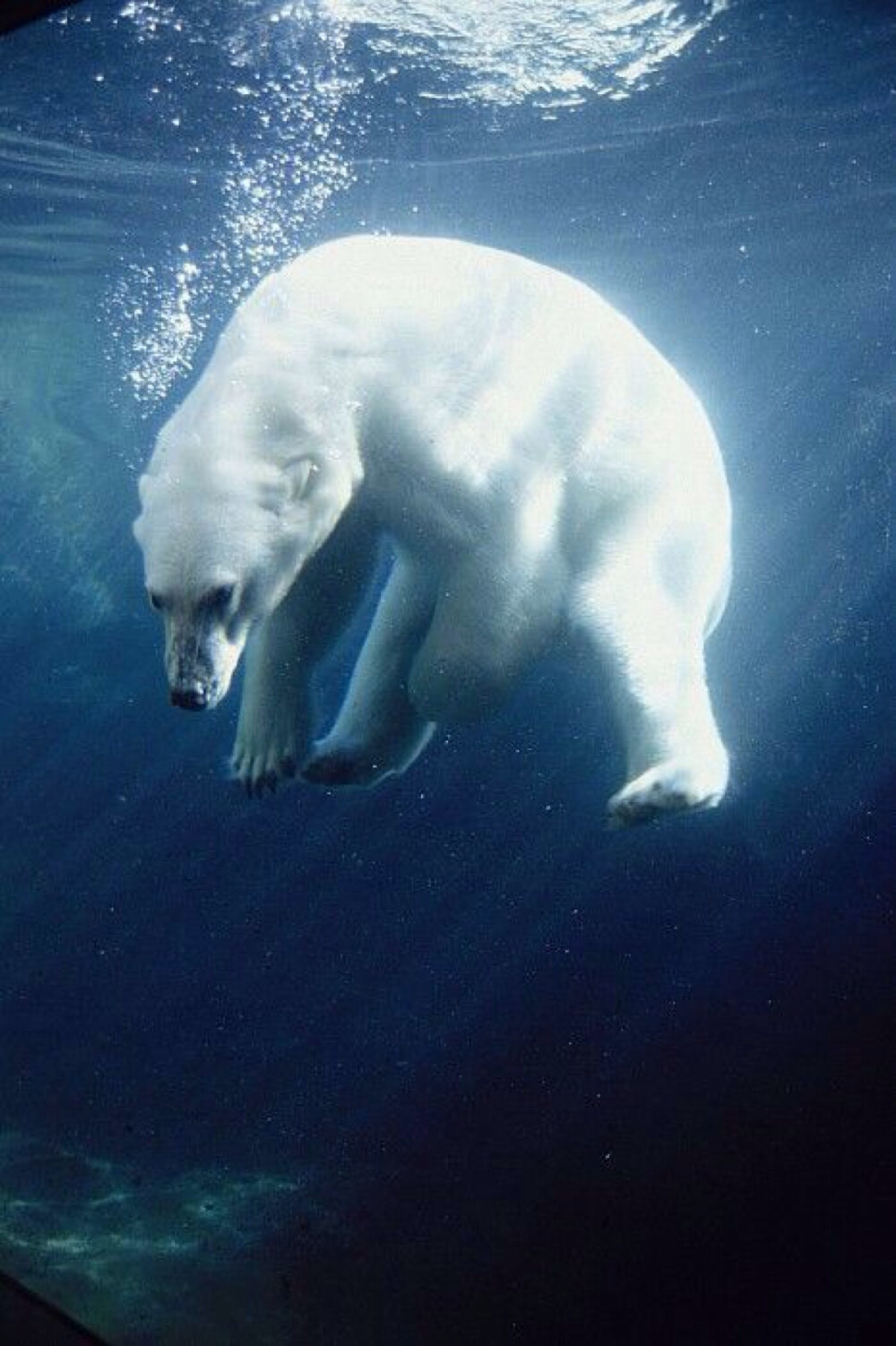 北极熊世界十大冲锋枪_北极熊世界上最大的哺乳动物_我的世界北极熊