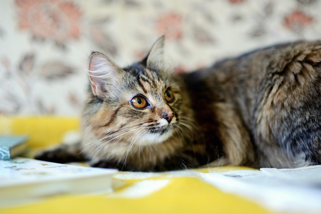 猫咪网址_猫咪app网址_猫咪app之前的网址