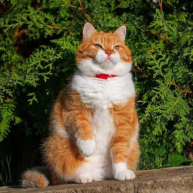 猫咪app之前的网址_猫咪app网址_猫咪网址