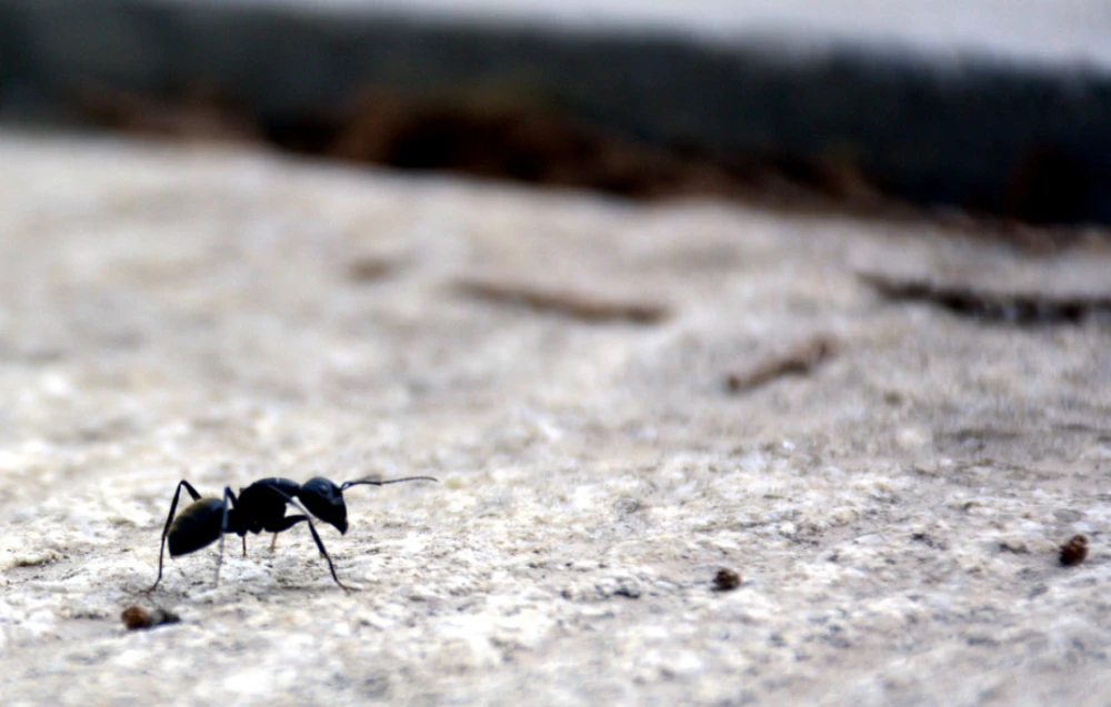 蚂蚁小说_蚂蚁小说免费读_折纸蚂蚁小说