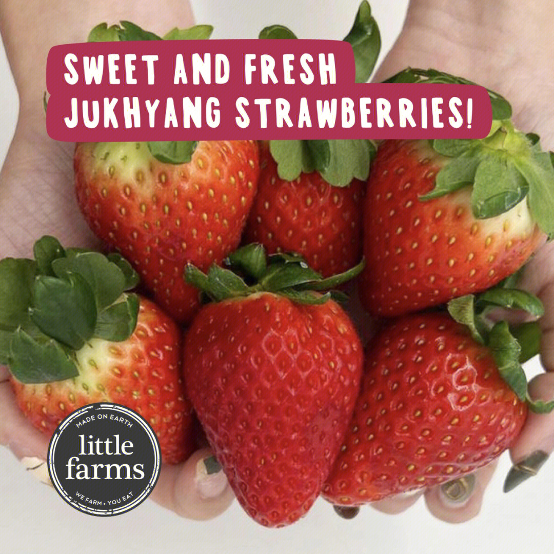 草莓h_草莓h_草莓h