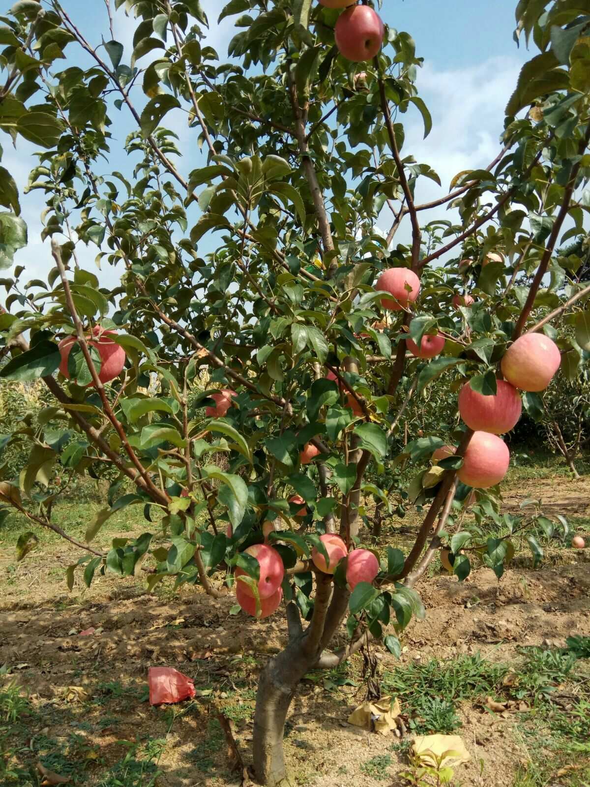 苹果葫芦_葫芦苹果图片_苹果葫芦能吃吗