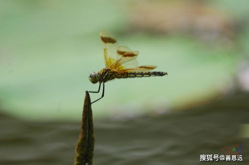 圆蝌蚪进化_圆蝌蚪进化图_圆蝌蚪