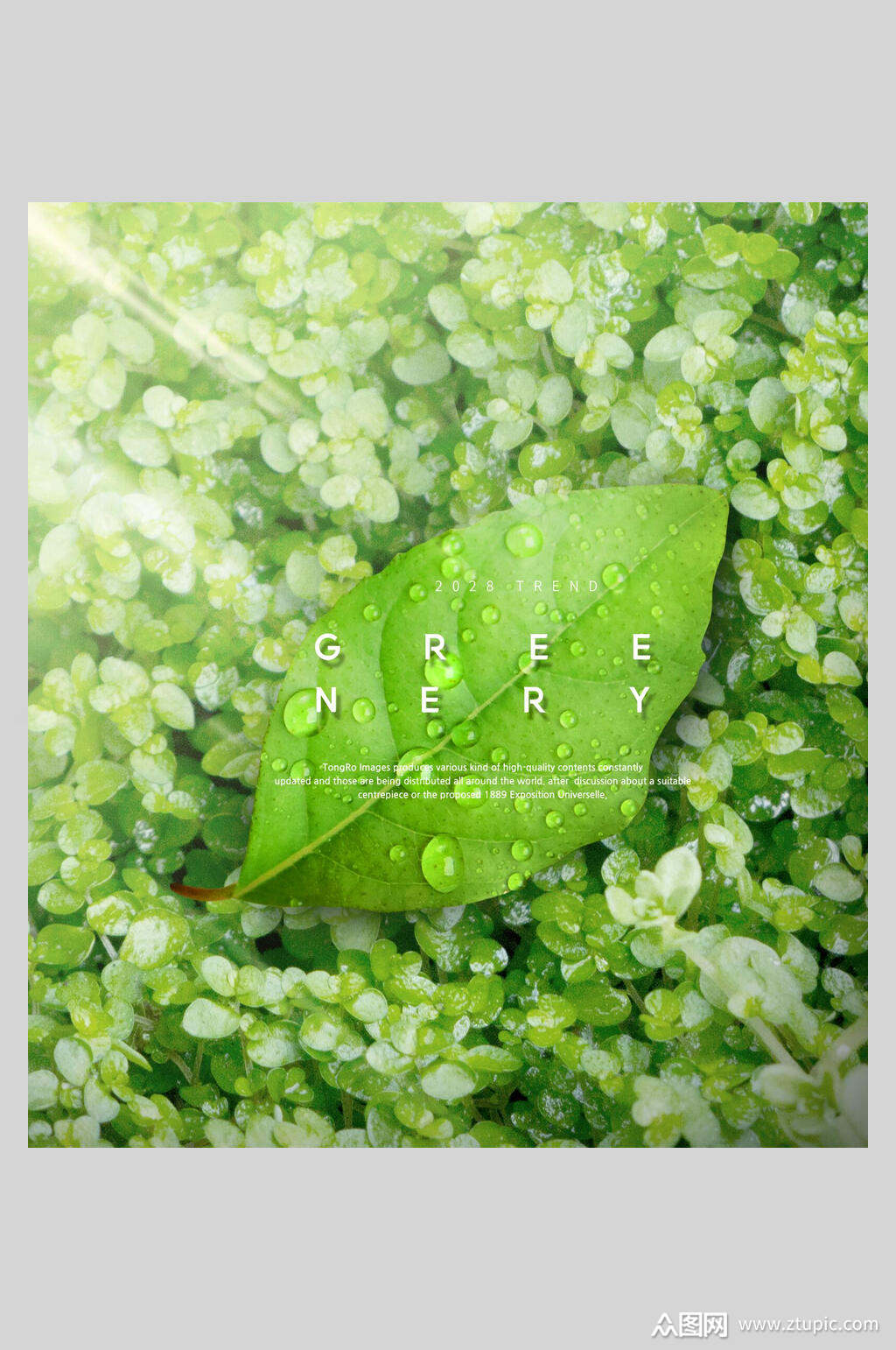 叶绿素的作用_叶绿素含量的测定_叶绿