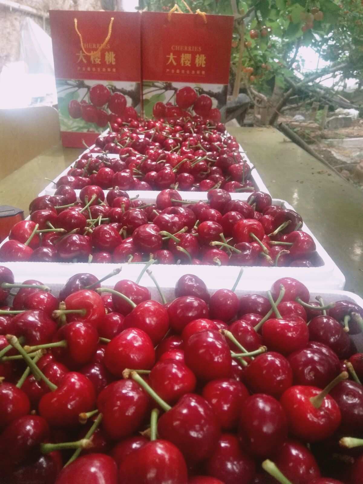 樱桃app下载色情软件_樱桃app毛片_樱桃appapp