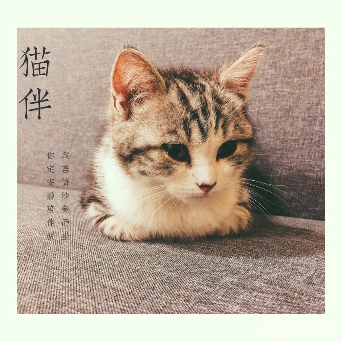 喵友_喵友人_喵友修行怎么换猫