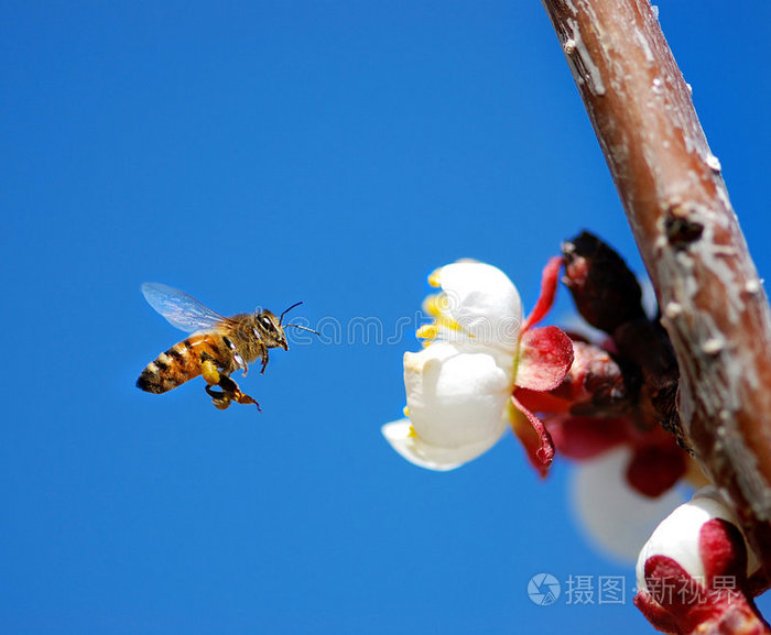 蜜蜂游戏图片_蜜蜂游戏视频_小蜜蜂游戏