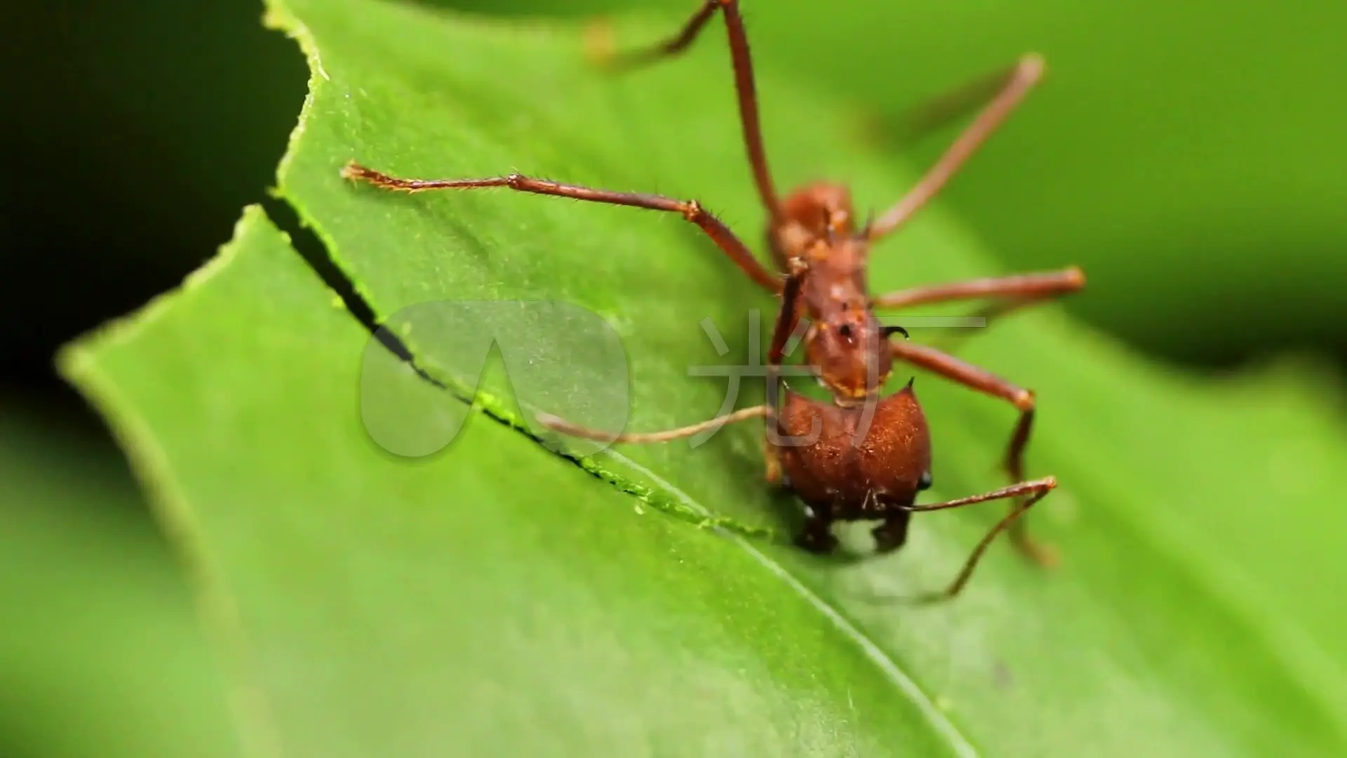 蚂蚁模拟器中文版下载_蚂蚁模拟器3D_模拟蚂蚁