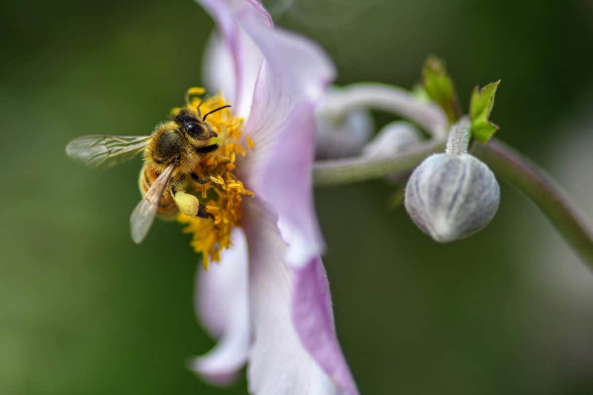 养蜜蜂种花的手机游戏_一款养蜜蜂游戏_养蜜蜂的花