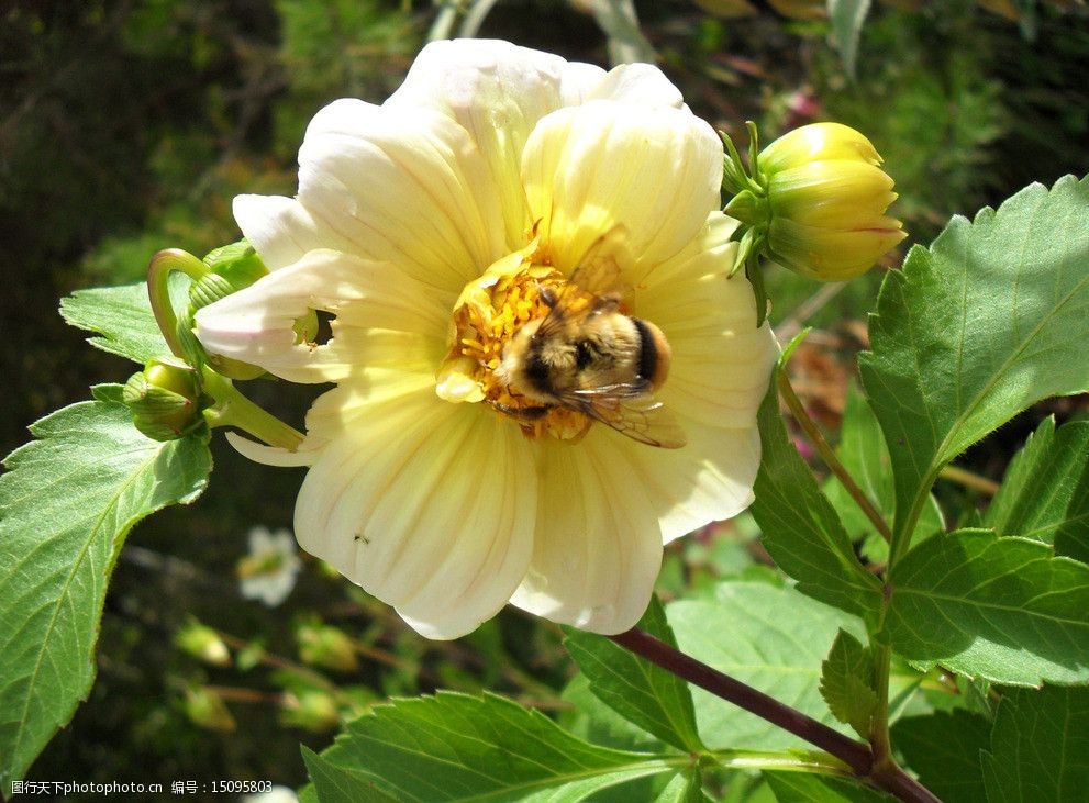 养蜜蜂的花_一款养蜜蜂游戏_养蜜蜂种花的手机游戏