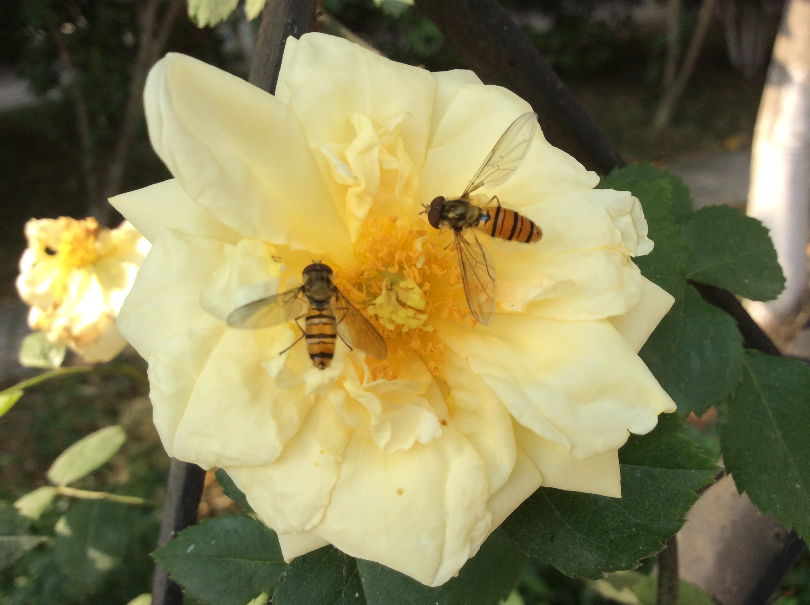 养蜜蜂种花的手机游戏_养蜜蜂的花_一款养蜜蜂游戏