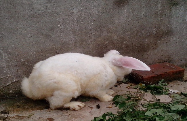 死兔子英语_兔子必须死_死兔子能吃吗