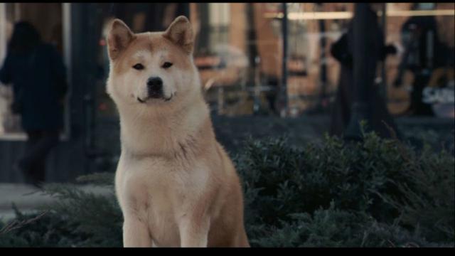《忠犬八公的故事》在线观看_忠犬八公的故事电影在线观看_电影《忠犬八公的故事》