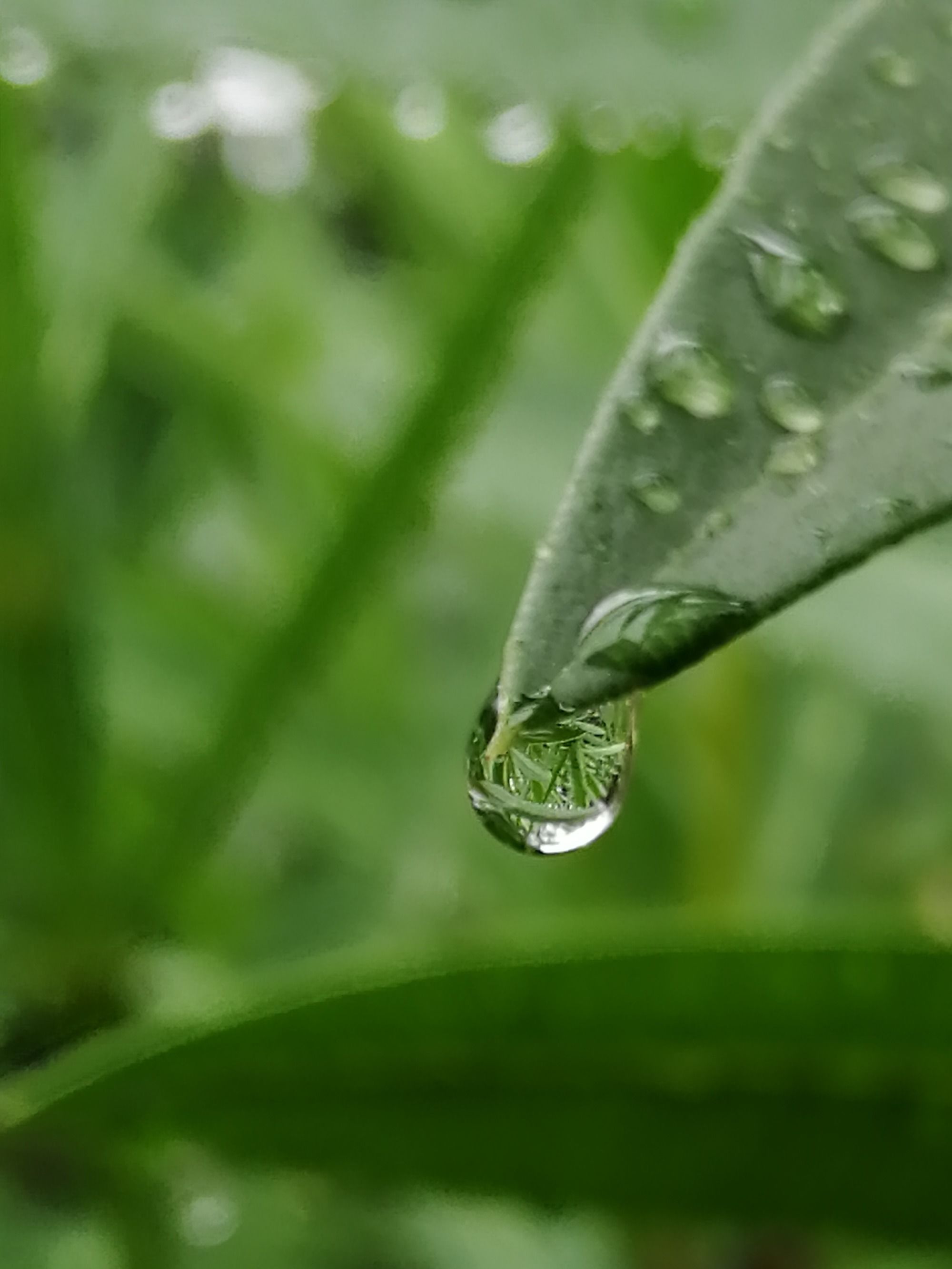 落雨杉_落雨大水浸街粤语原唱歌曲_雨落