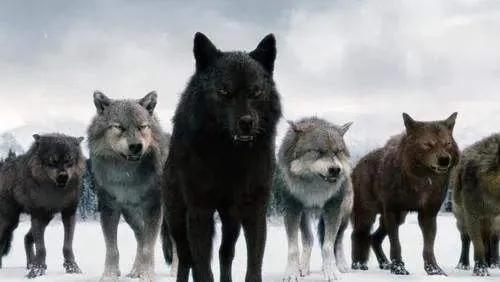狼身后的狼_狼身后的狼_狼身后的狼