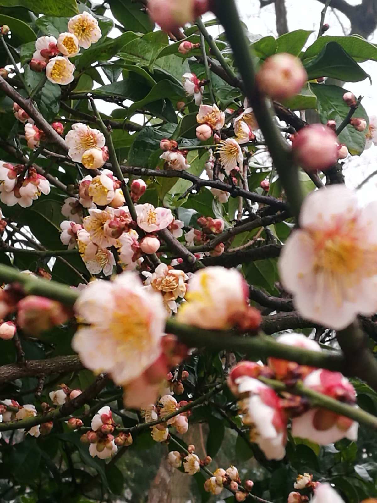 异度之刃2梅勒芙_梅勒芙_梅勒芙带什么异刃