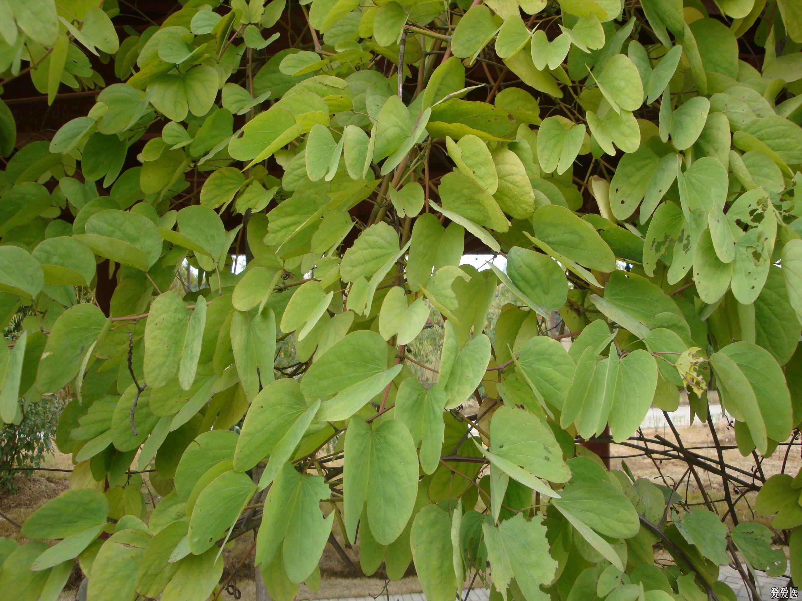 龙须虎_虎龙须草图片_神武龙须豹图鉴