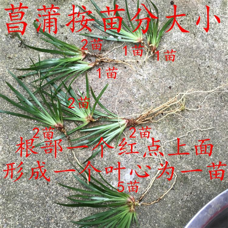 神武龙须豹图鉴_虎龙须草图片_龙须虎