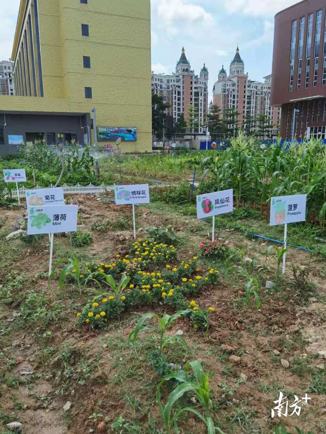 农场游戏_最火的手机农场游戏_农场手机版游戏