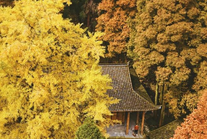 神宫寺寂雷从医的原因_神宫寺寂雷_神宫寺寂雷养子怎么了