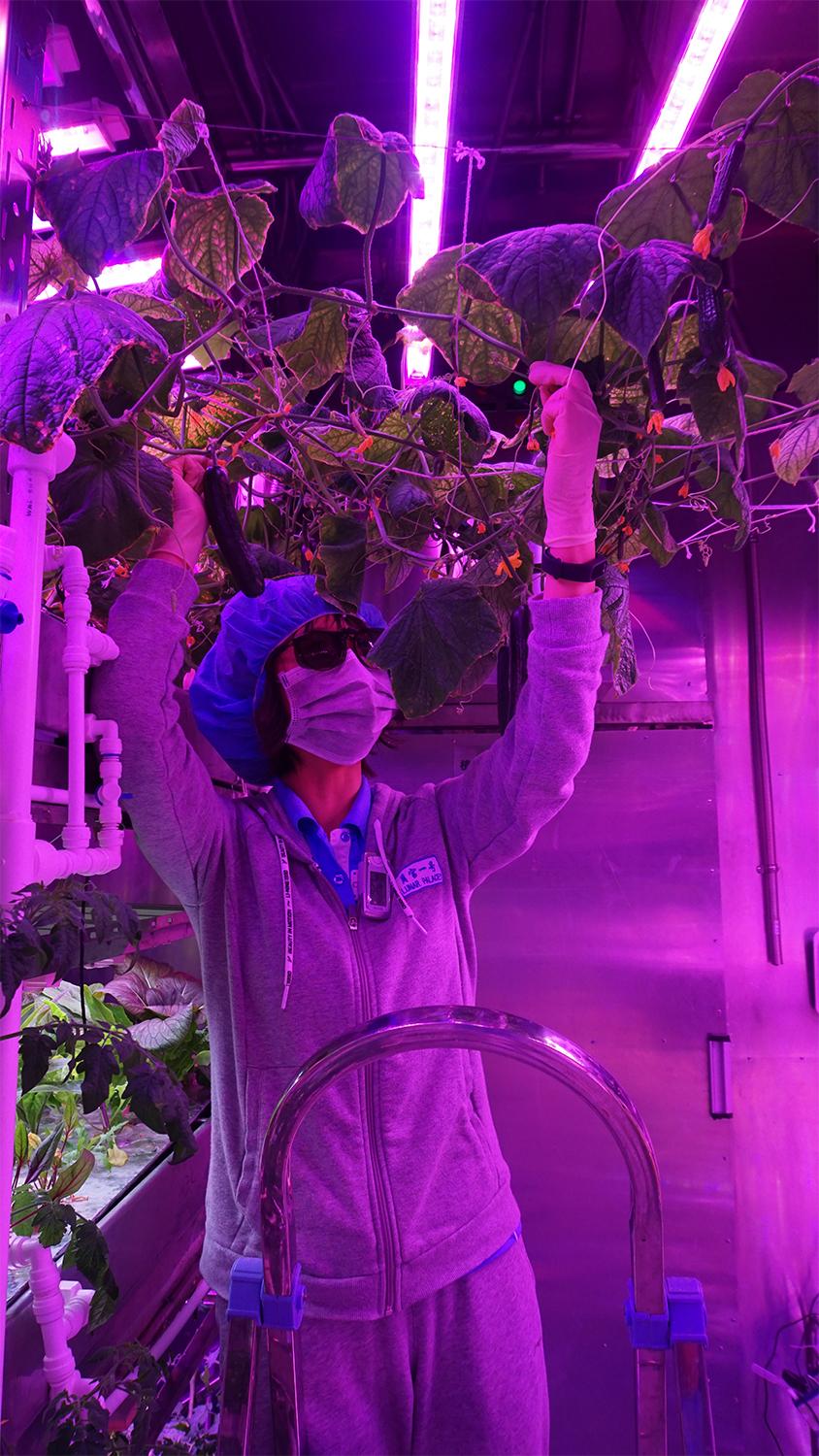 组队类型的游戏_联机种田_组队种田手机游戏下载
