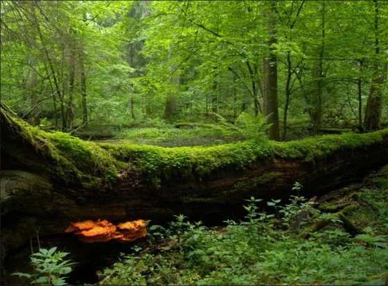 树手机小游戏_手机植树游戏_《树》游戏