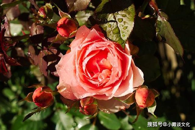 铁甲战士游戏手机版_铁甲手机游戏怎么玩_铁甲的手机游戏
