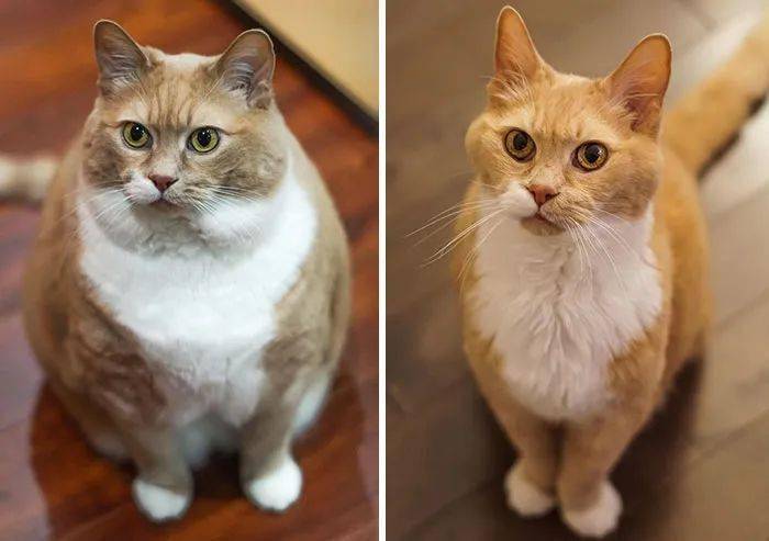 养猫咪的游戏软件_养猫咪手机游戏_猫咪养成手机游戏