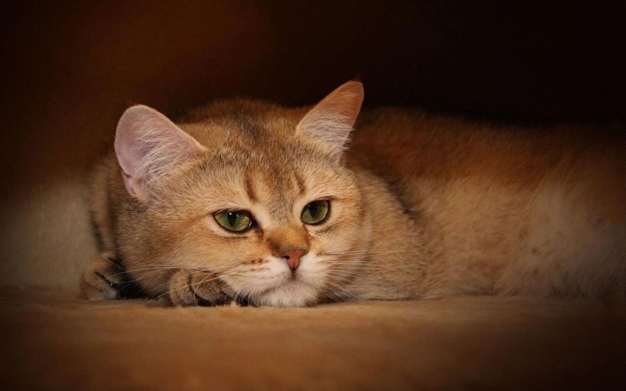 猫咪养成手机游戏_养猫咪的游戏软件_养猫咪手机游戏