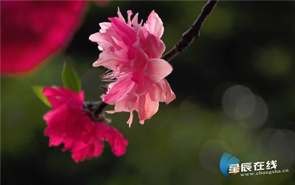 伊织雫_伊织顺平_伊织