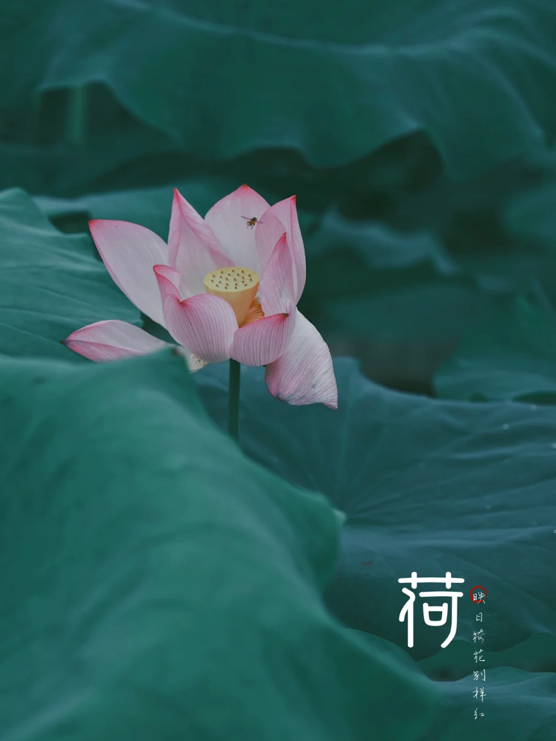 麻仓桃_麻仓桃_麻仓桃